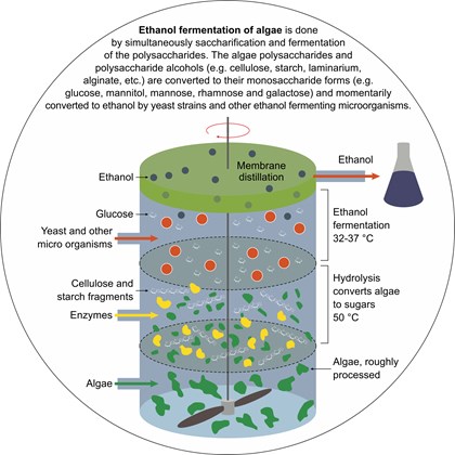 Ethanol fermentation of Algae (process) 