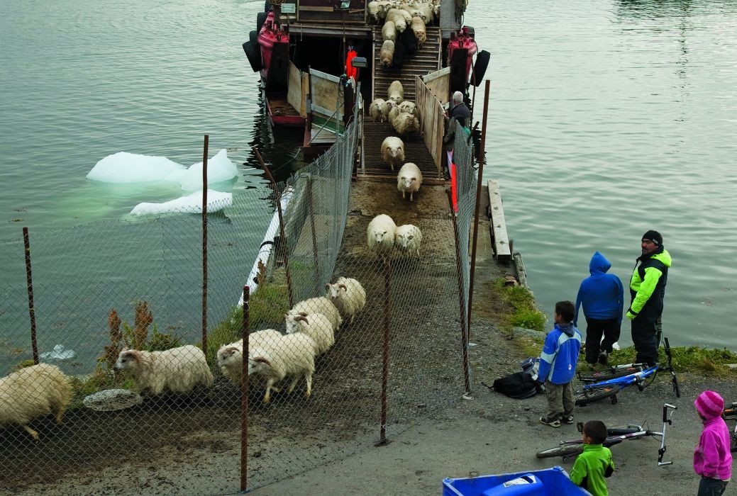 Sheep on their way to the slaughter house. Narsaq September 2008. Photo: Ole G. Jensen/arc-pic.com